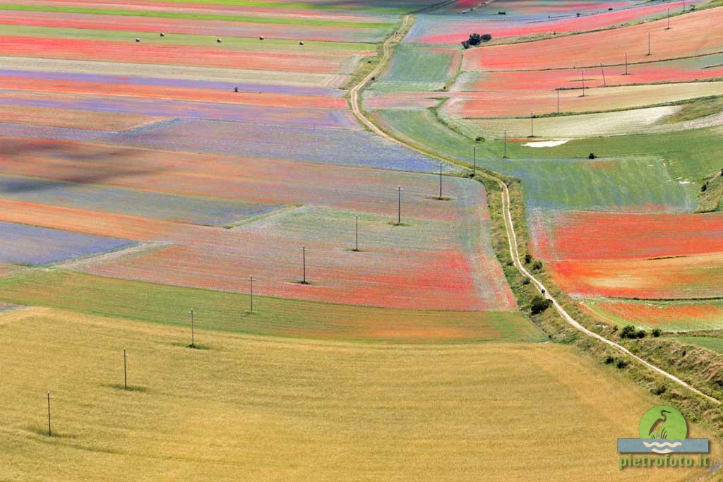 La fioritura di Castelluccio di Norcia