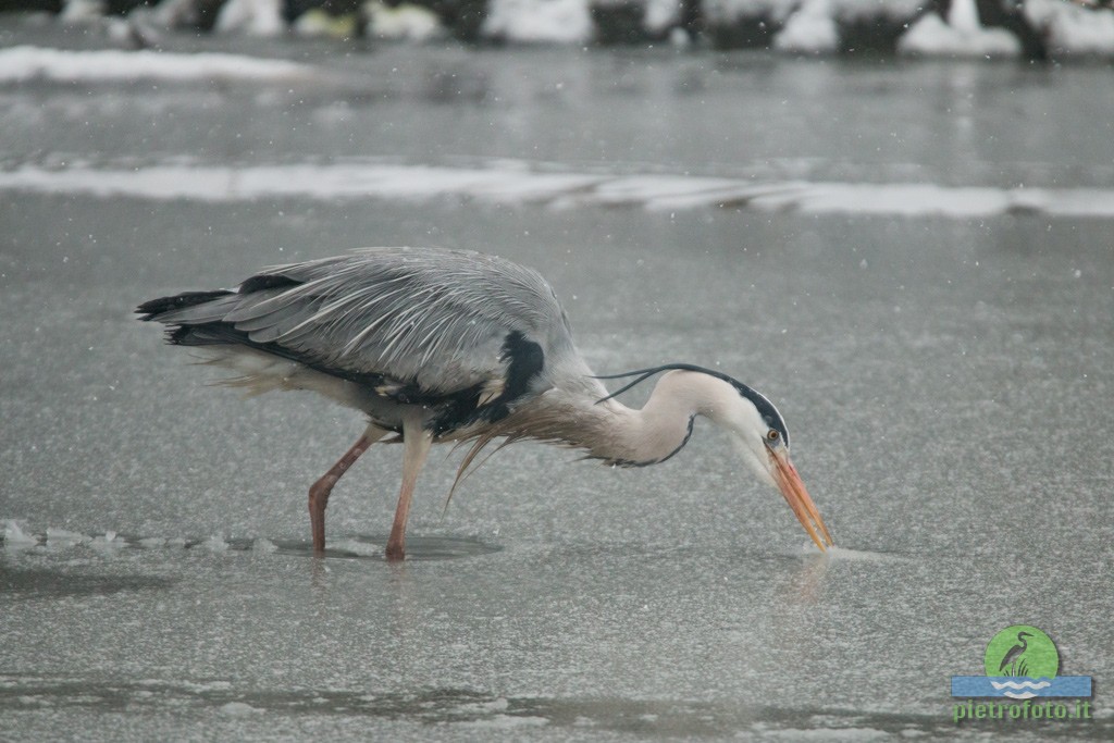 Gray heron