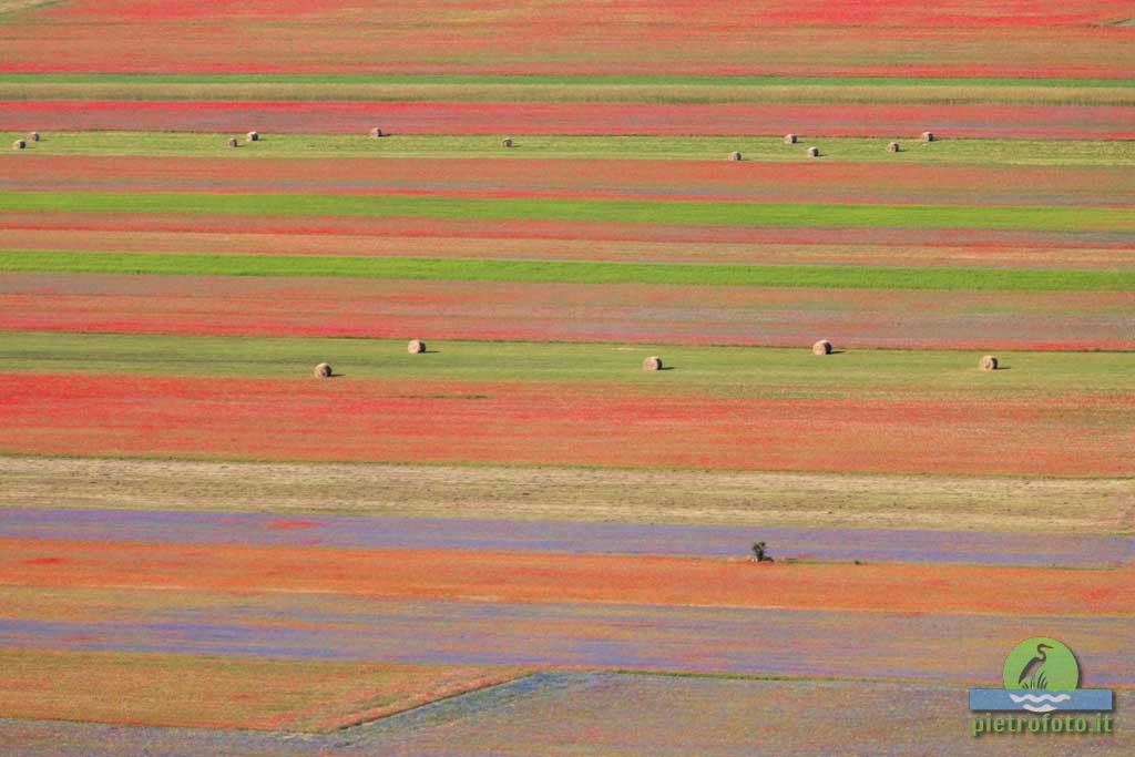 La fioritura di Castelluccio di Norcia