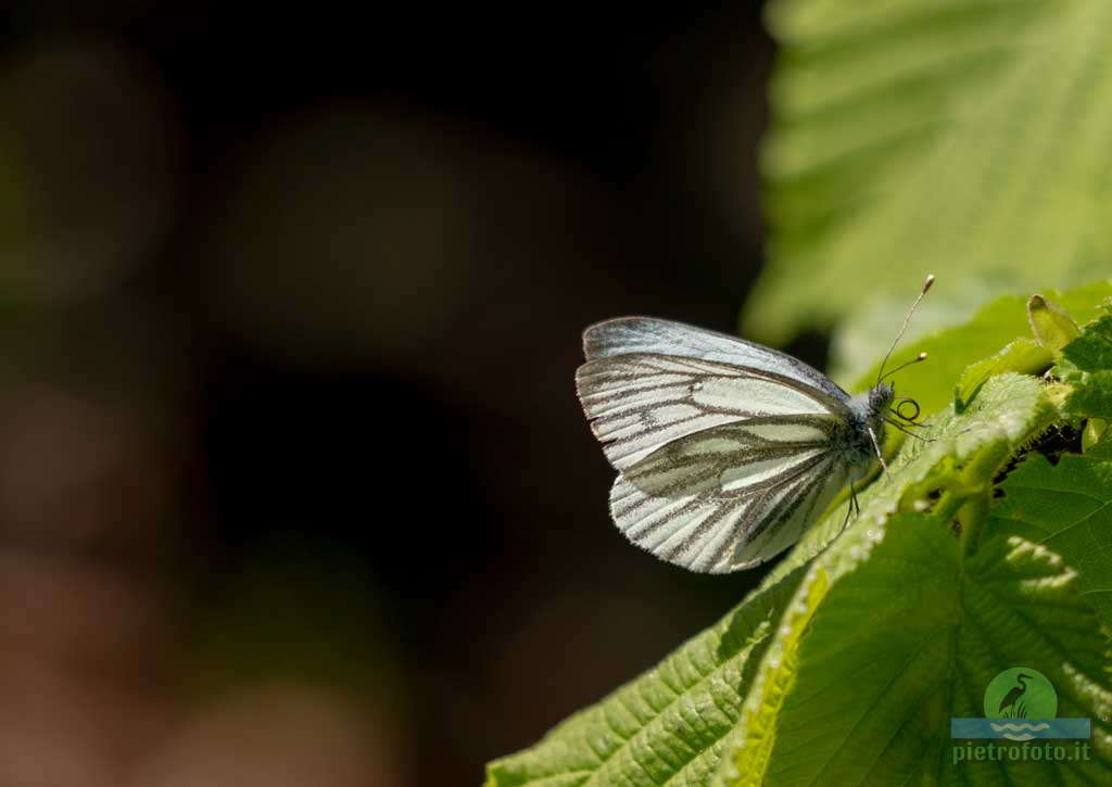 Green-veined white butterfly