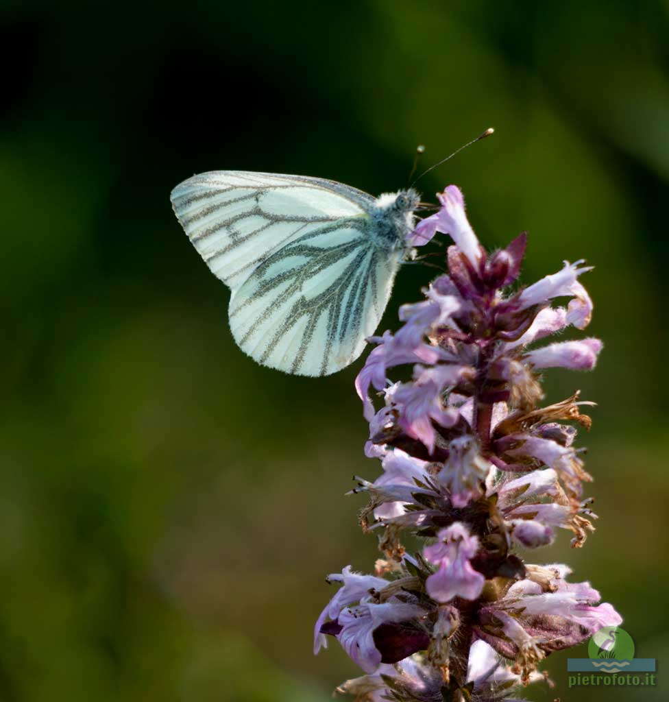 Green-veined white butterfly