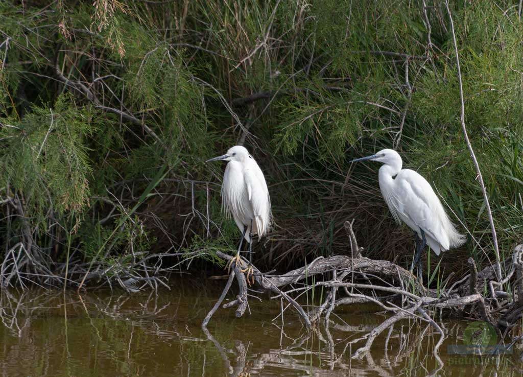 little egret