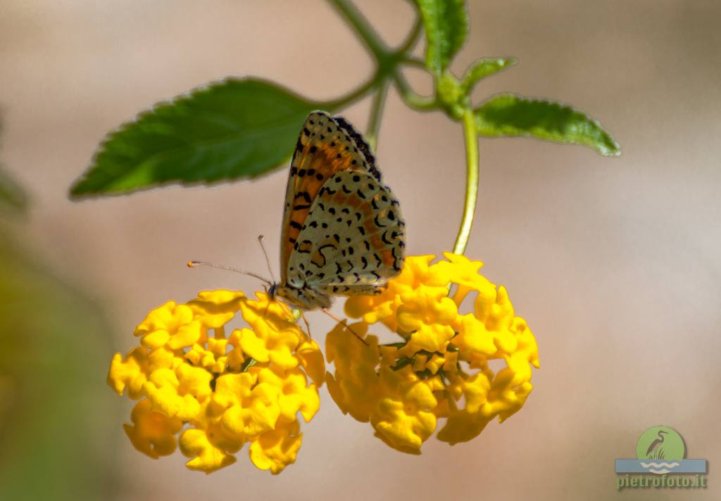 Spotted fritillary