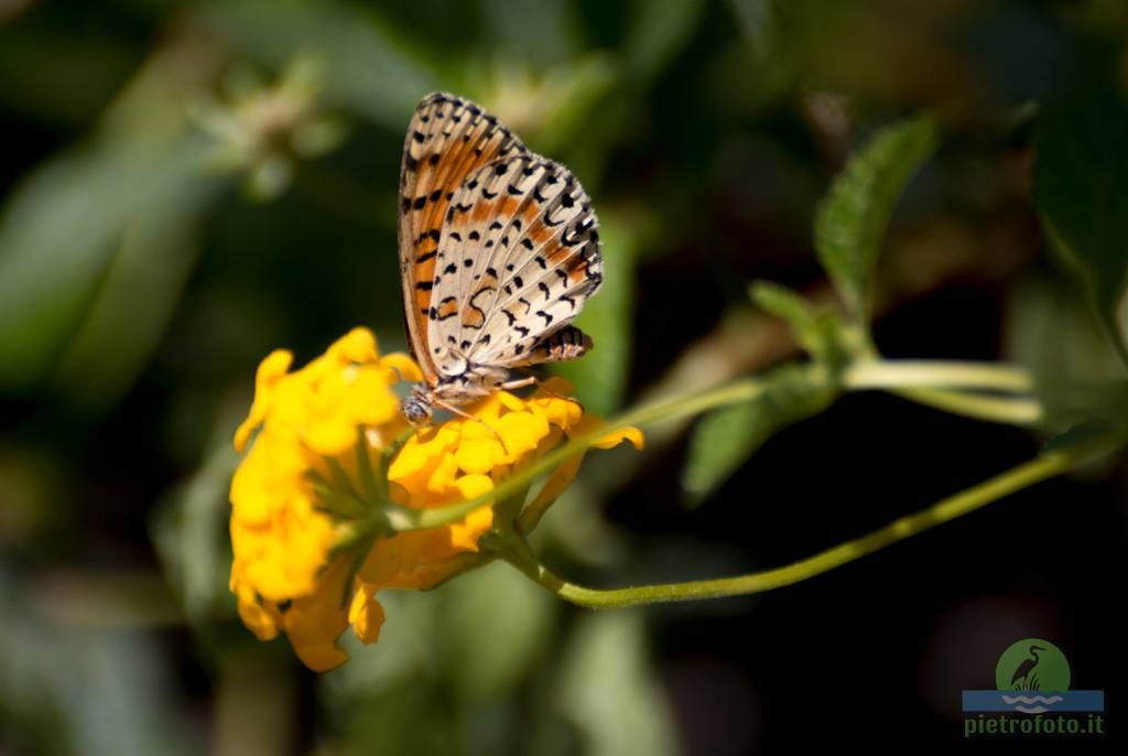 Spotted fritillary