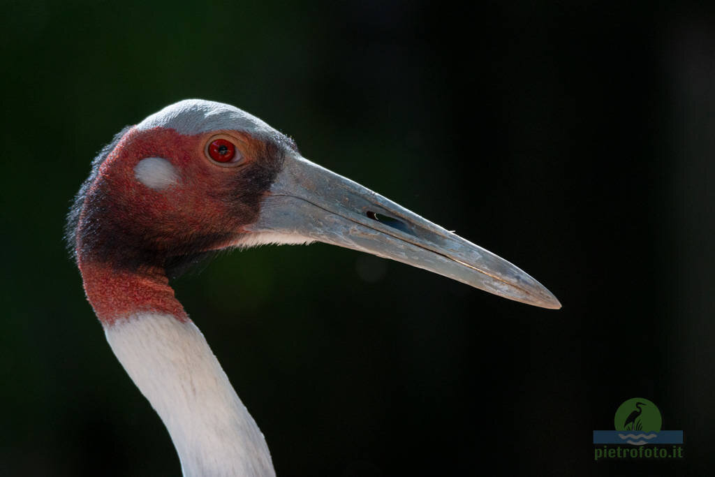 Red crowned crane