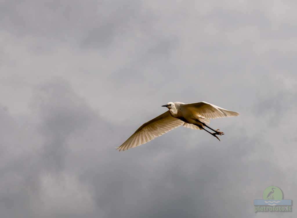 little egret