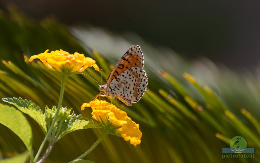 Spotted fritillary