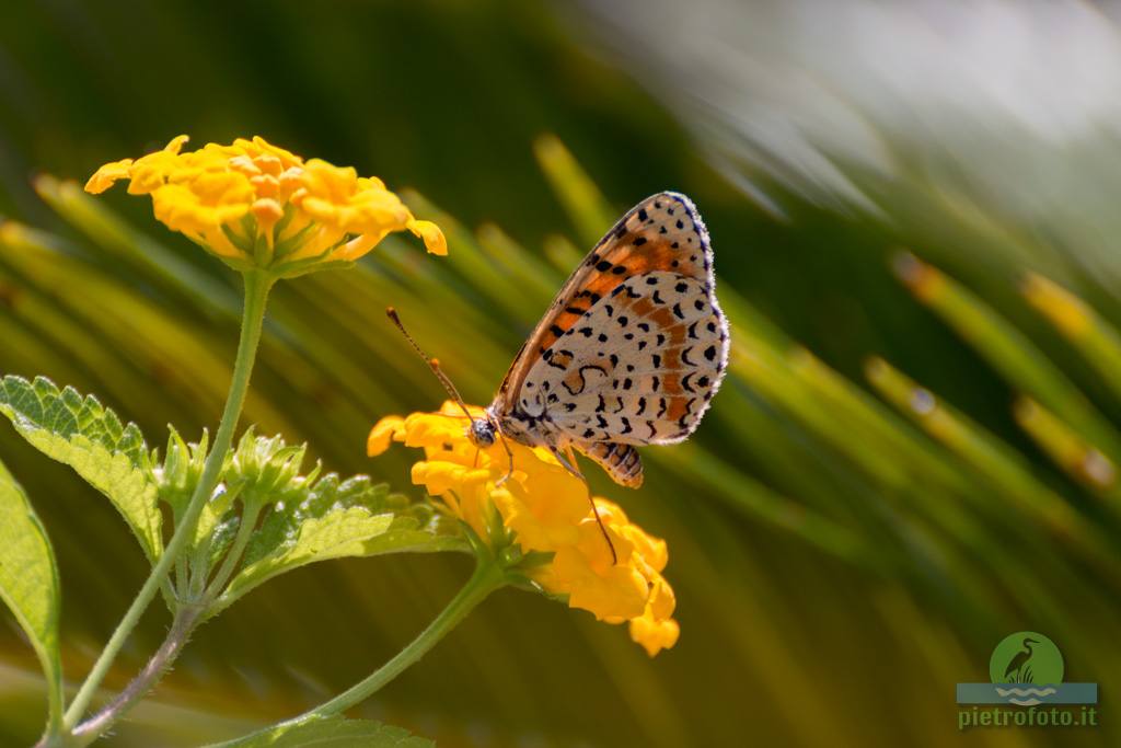 Spotted fritillary