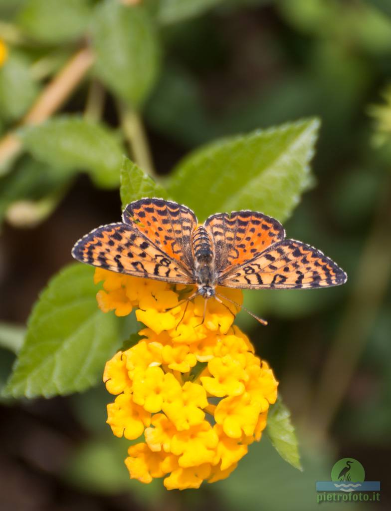 Spotted fritillary