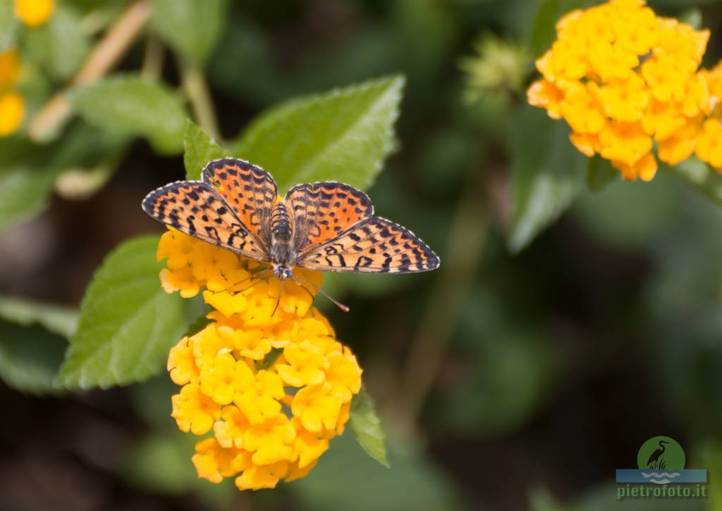 Spotted fritillary