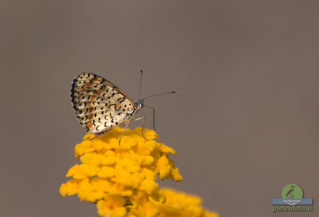 Spotted fritillary