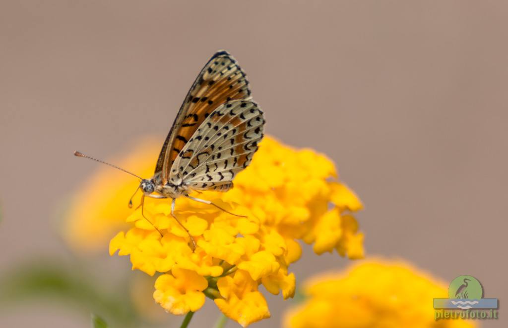 Spotted fritillary