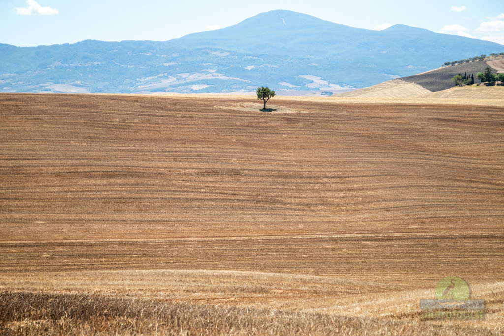 Tree in Val D Orcia