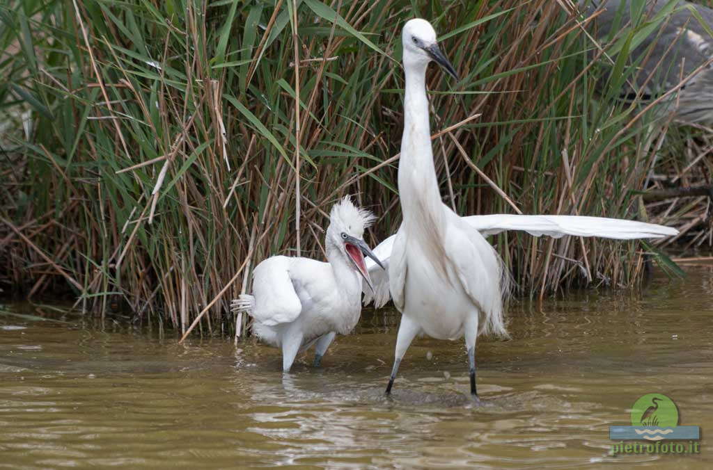 little egret