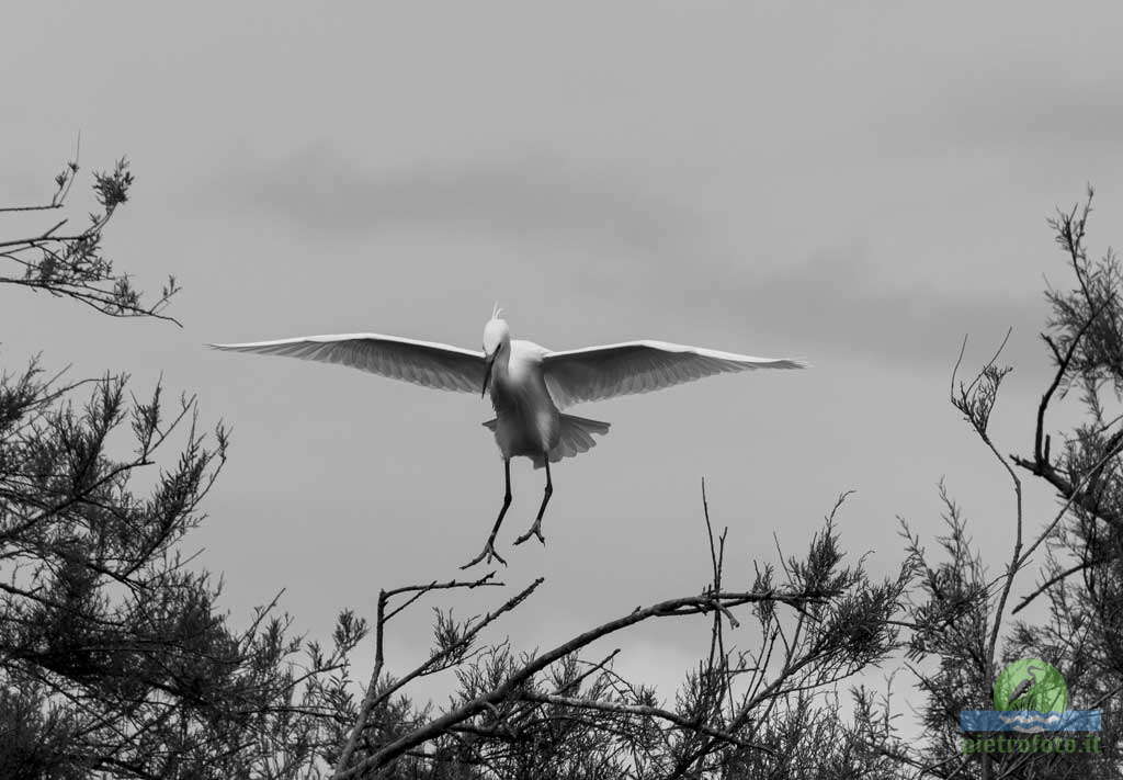 little egret