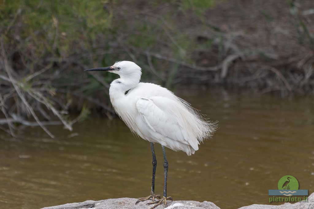 little egret