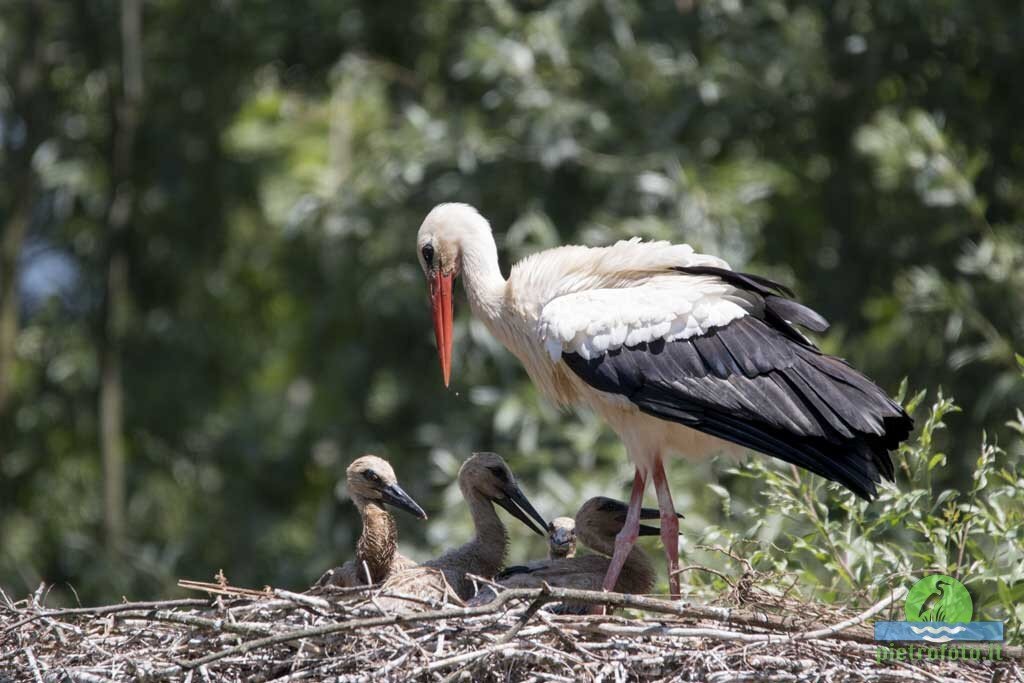 White stork with chicks