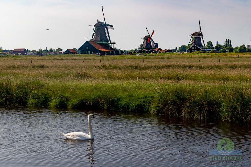 zaanse schans windmills