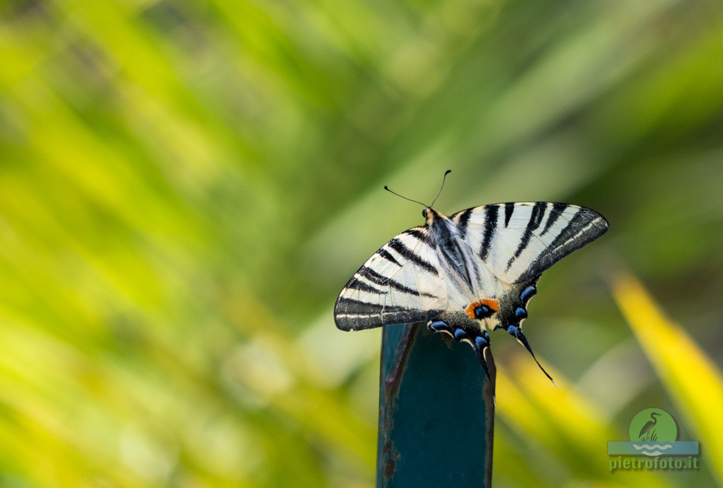 Scarce swallowtail