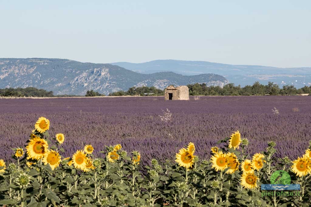 Lavender fields in Provence