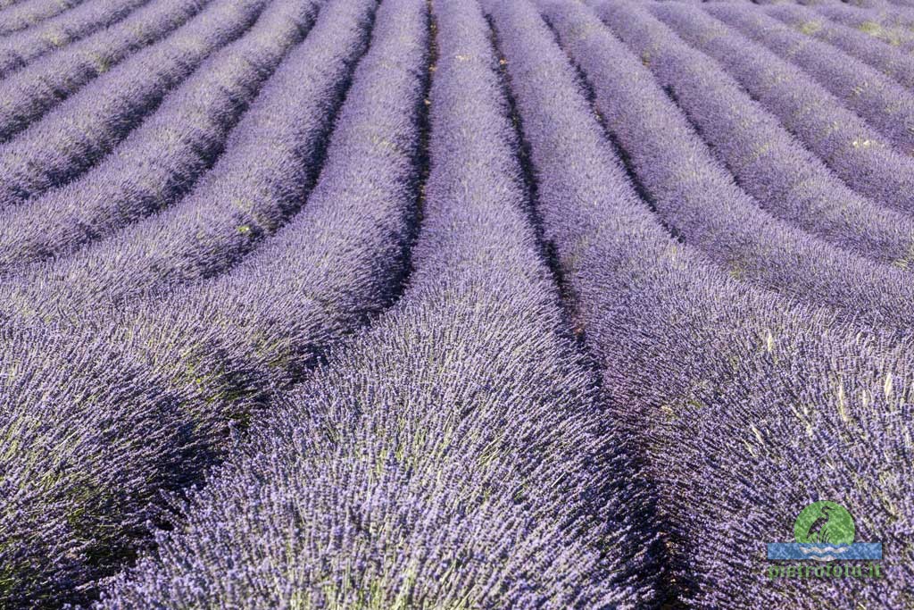Lavender fields in Provence