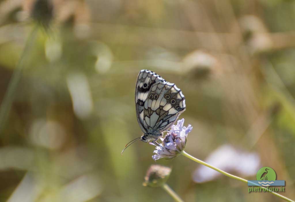 Marbled white