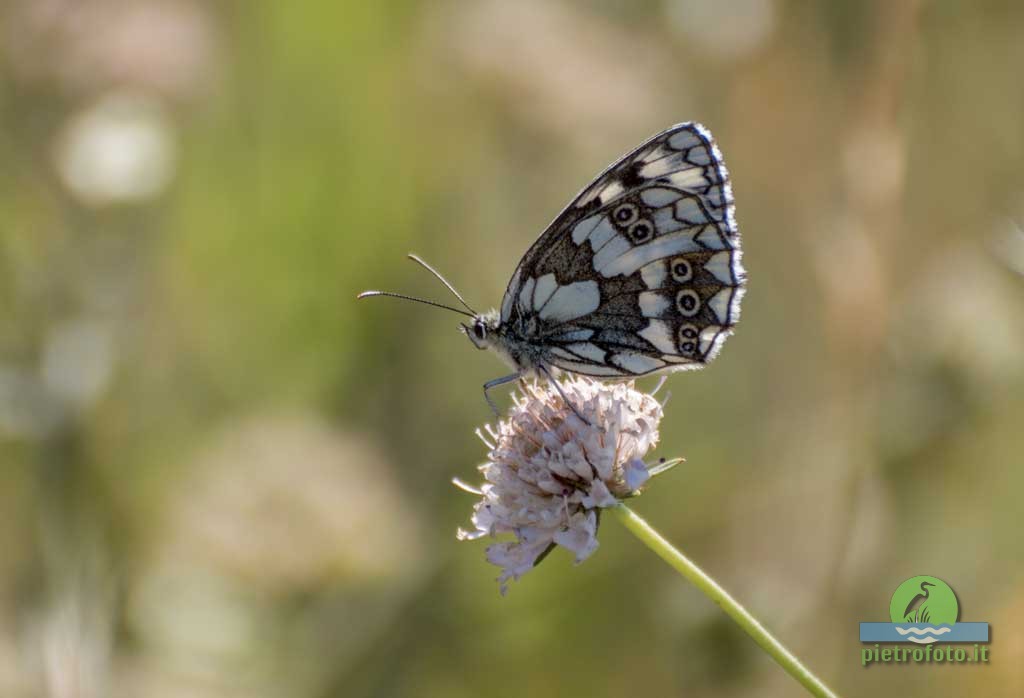 Marbled white