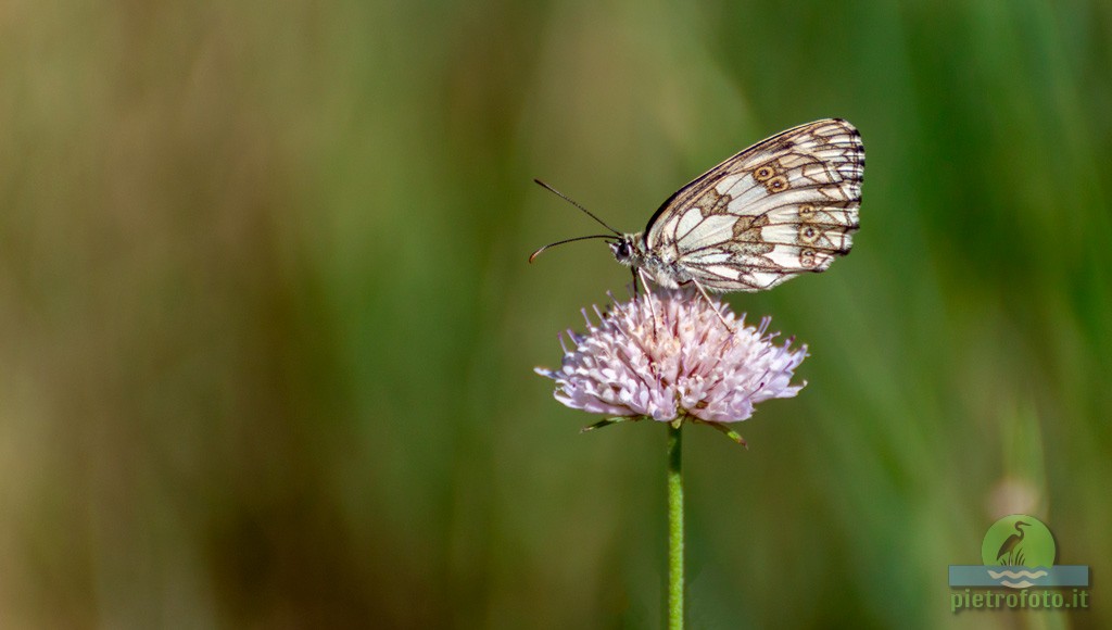 Marbled white