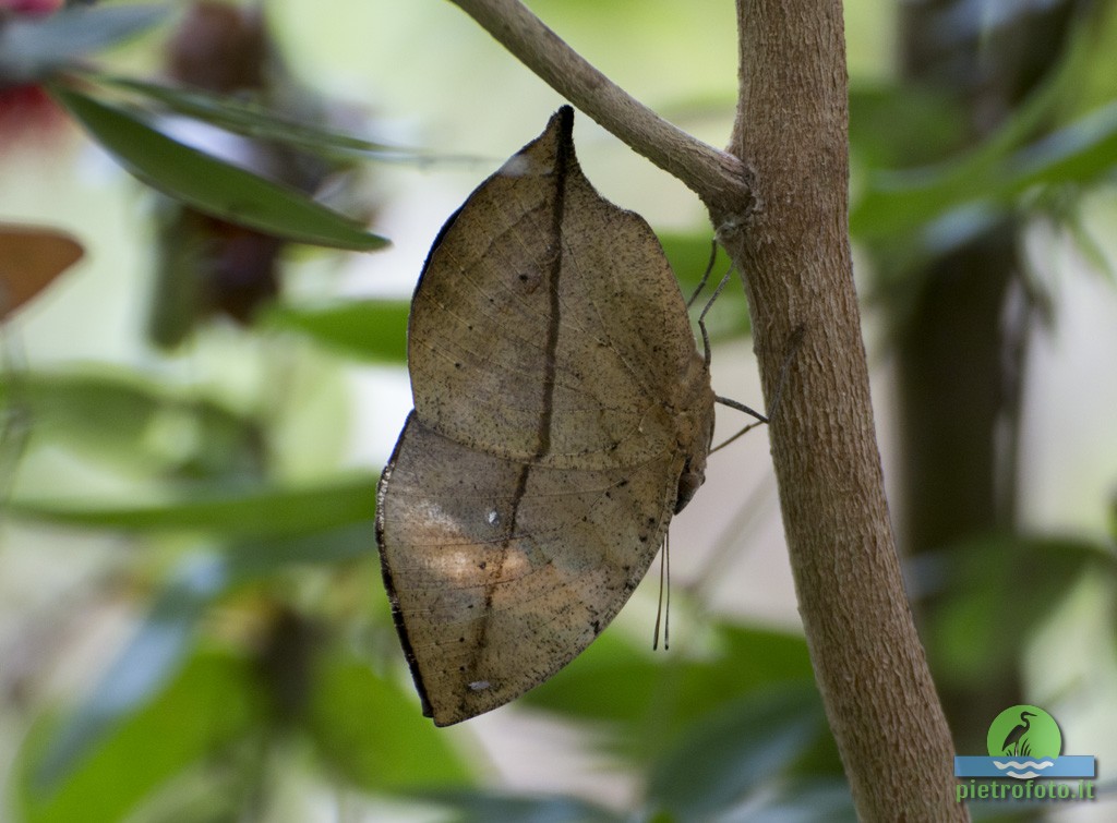 Kallima inachus