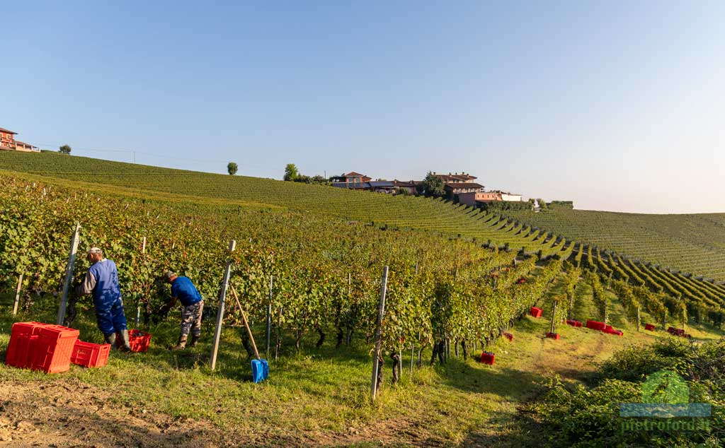 harvest in monferrato piemonte langhe
