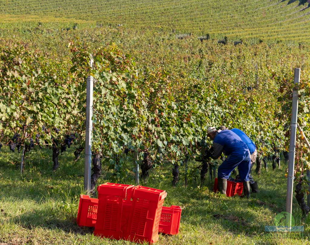 harvest in monferrato piemonte langhe