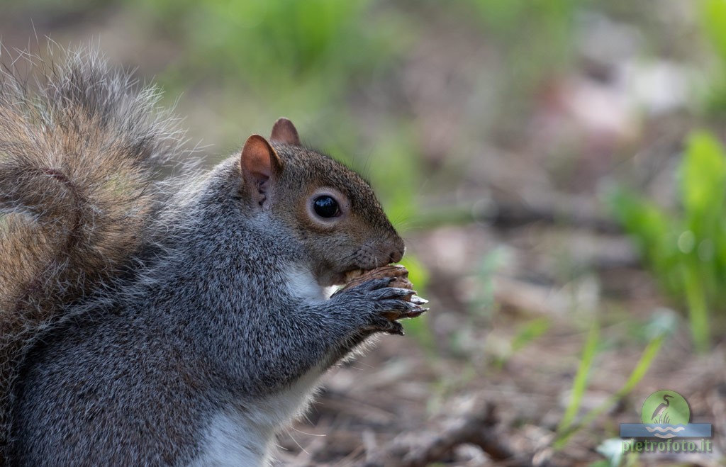 Eastern gray squirrel