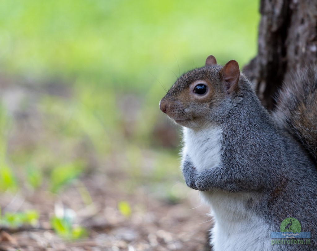 Eastern gray squirrel