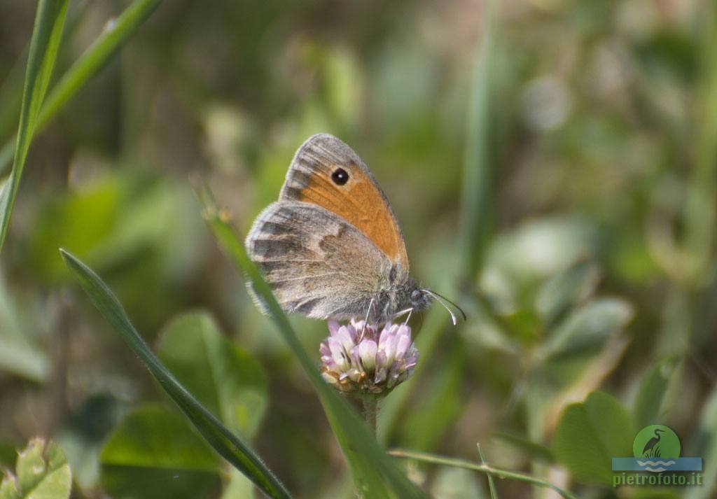 Coenonympha pamphilus