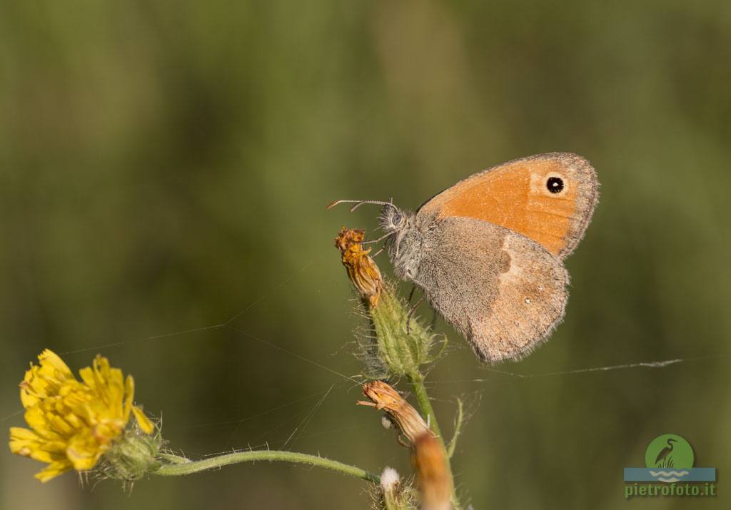 Coenonympha pamphilus