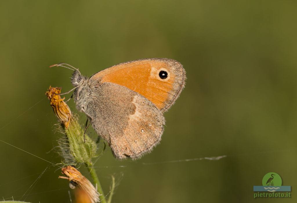 Coenonympha pamphilus