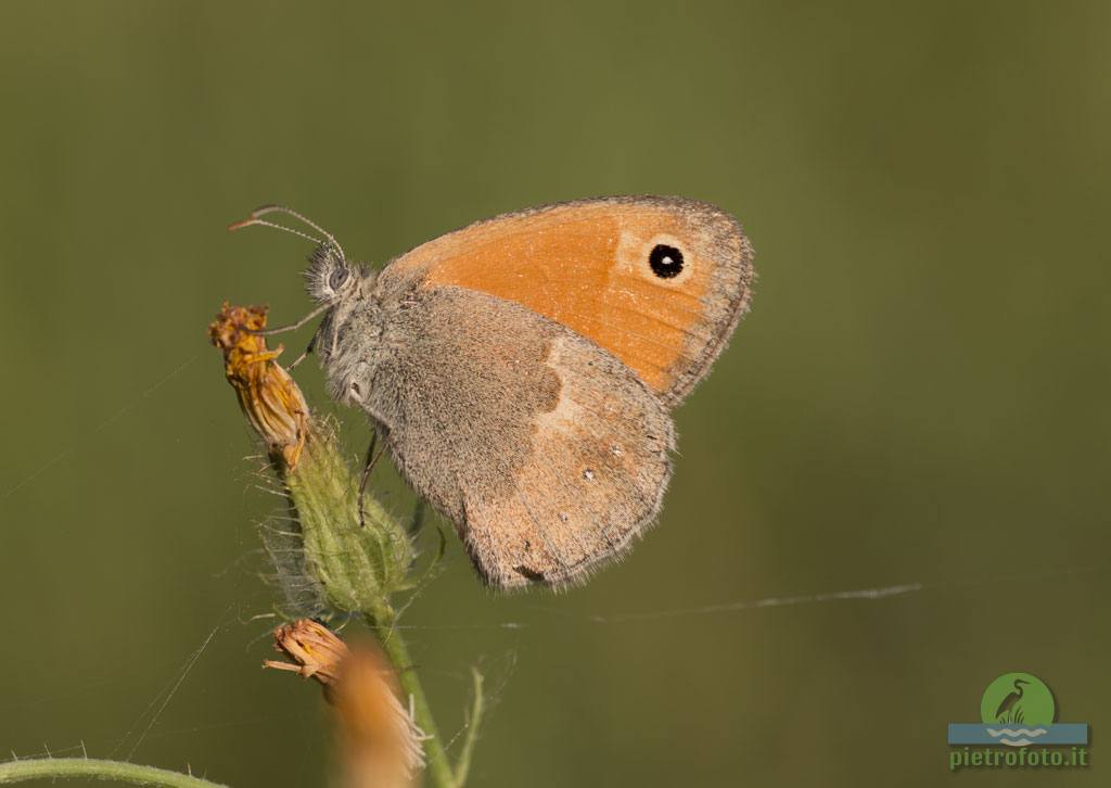 Coenonympha pamphilus