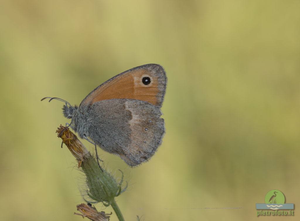 Coenonympha pamphilus