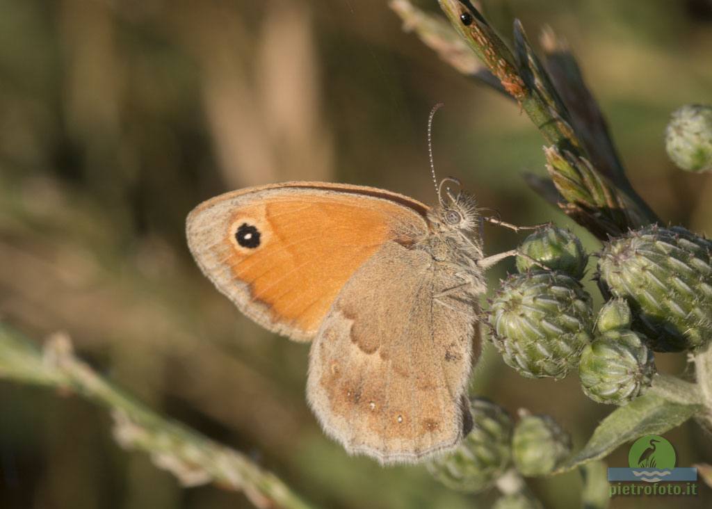 Coenonympha pamphilus