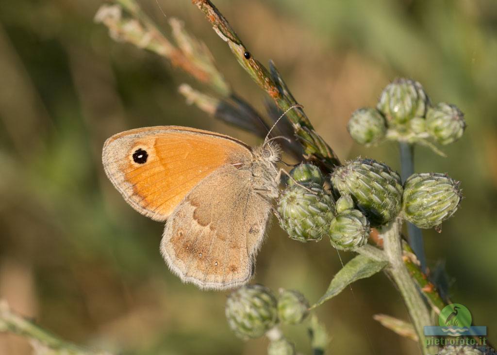 Coenonympha pamphilus