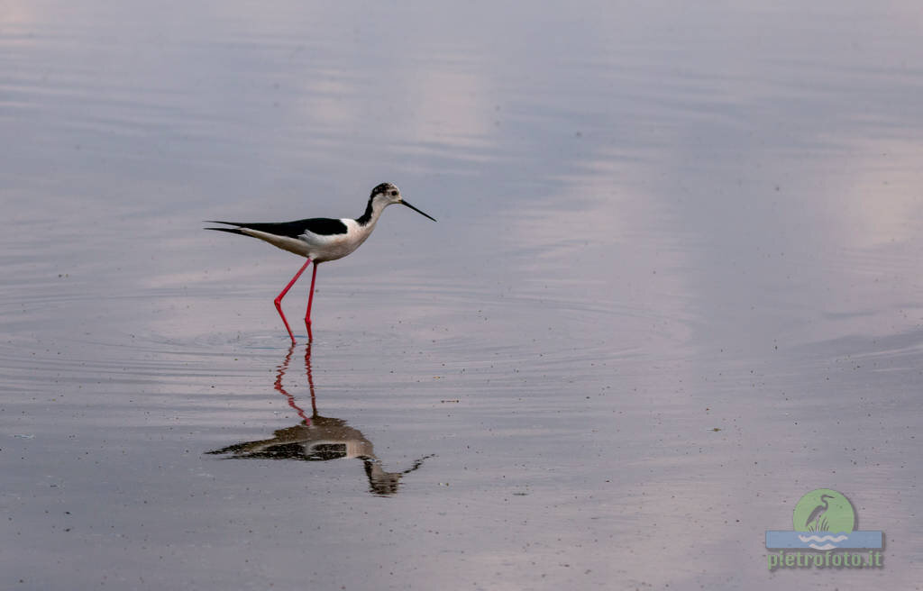 Black winged stilt