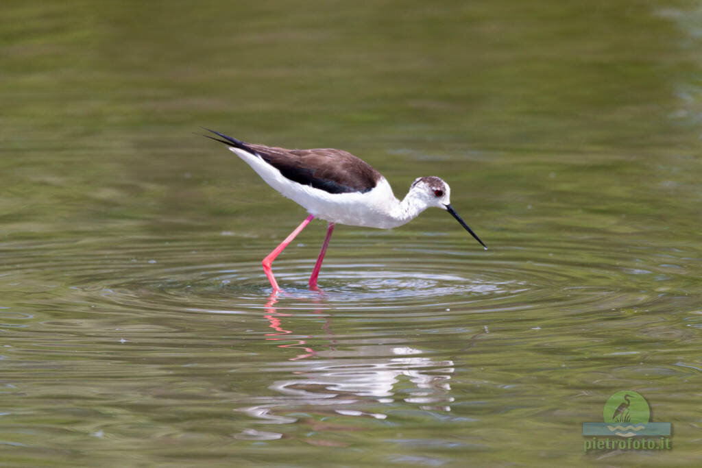 Black winged stilt