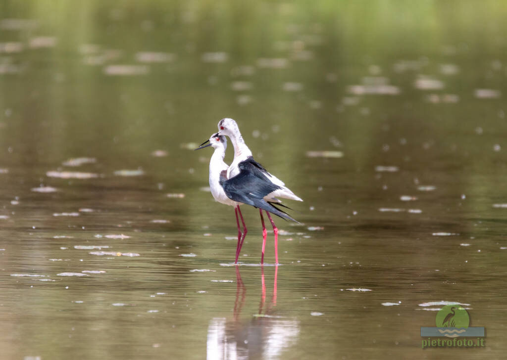 Black winged stilt coupling