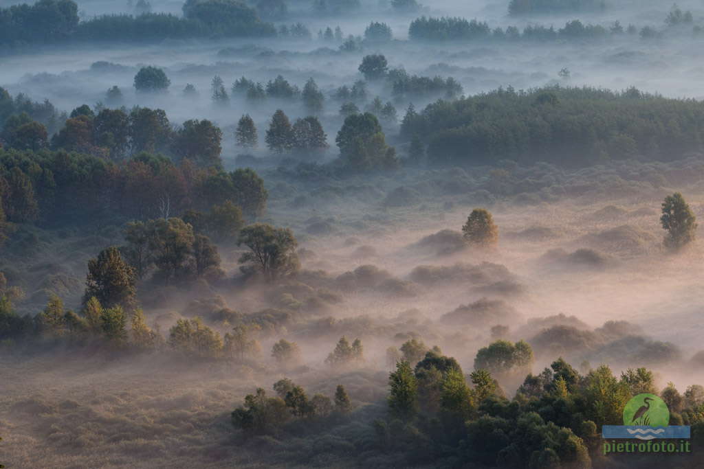 Trees in the morning mist