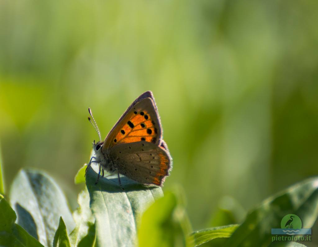 Small copper