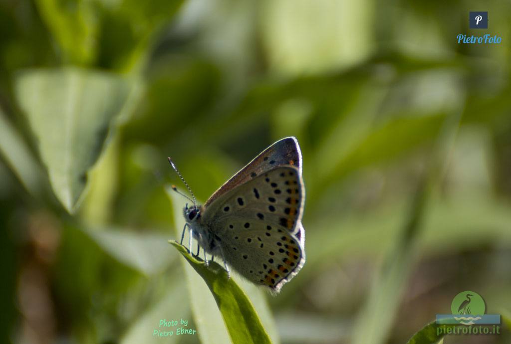 Small copper