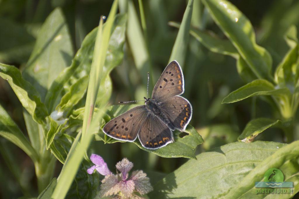 Small copper