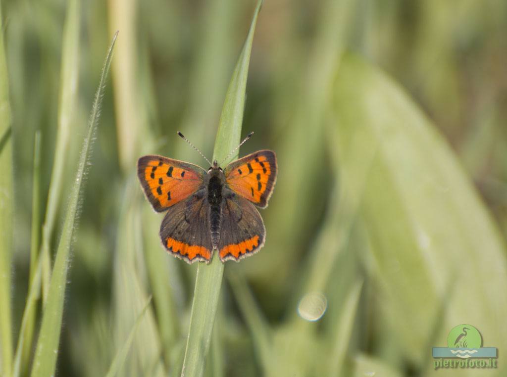 Small copper