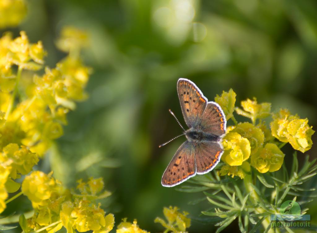 Small copper