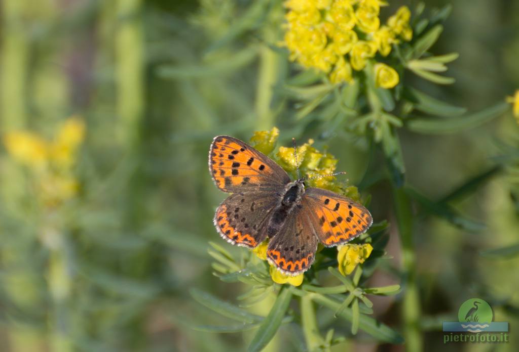 Small copper